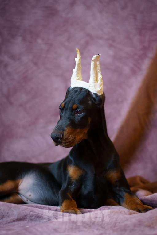 Собаки в Москве: Щенок добермана, девочка Девочка, 100 000 руб. - фото 2