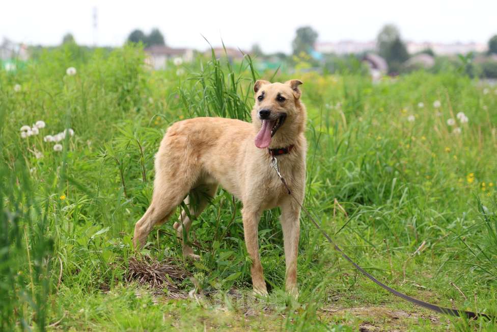 Собаки в других городах Московской области: Гвоздик Мальчик, Бесплатно - фото 2