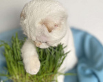 Кошки в Москве: Вислоухий котенок . Элитные шотландцы  Мальчик, 65 000 руб. - фото 1