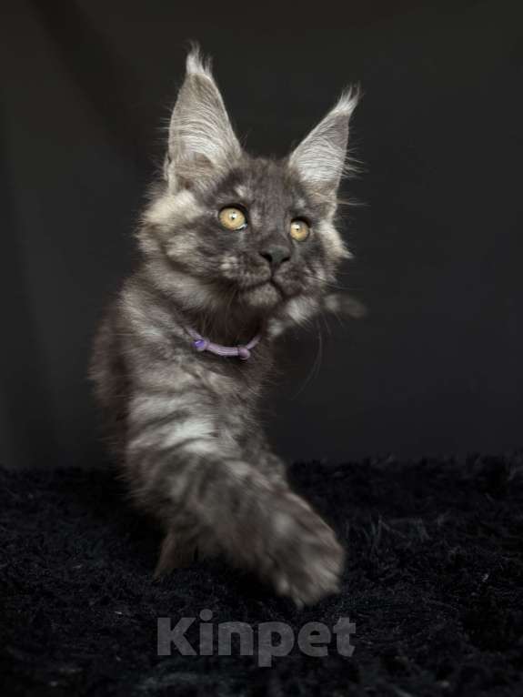 Кошки в Москве: Мейн-кун мальчик Мальчик, 40 000 руб. - фото 1