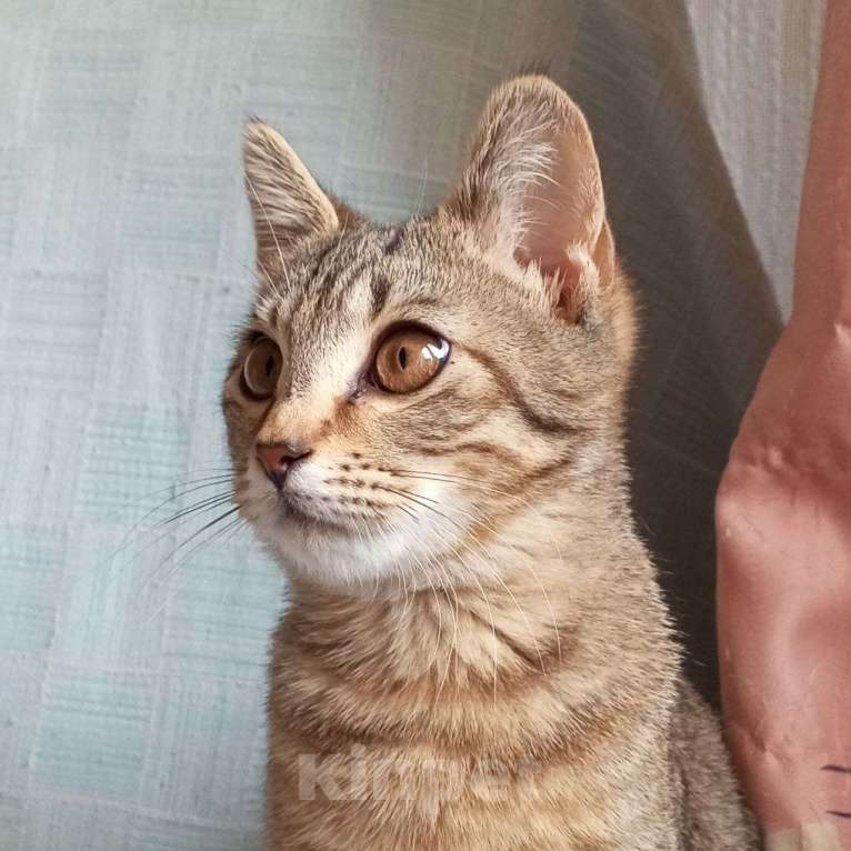 Кошки в Санкт-Петербурге: Котëнок Леоша в добрые руки Мальчик, Бесплатно - фото 10