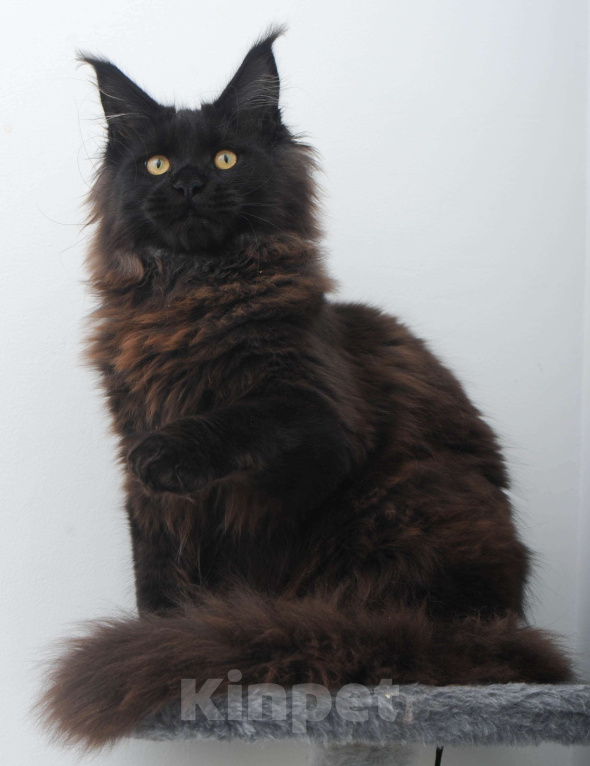 Кошки в Москве: Чёрный котенок мейн-кун  Мальчик, 45 000 руб. - фото 4