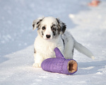 Собаки в Москве: Вельш корги кардиган-девочка Девочка, 60 000 руб. - фото 1