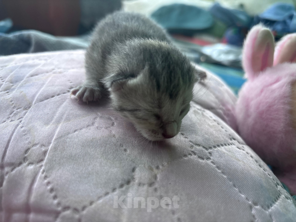 Кошки в других городах Нижегородской области: Отдам котёнка в добрые руки Девочка, Бесплатно - фото 2