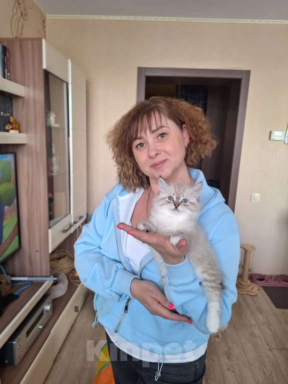 Кошки в Кохме: Невская маскарадная девочка Девочка, 42 000 руб. - фото 9