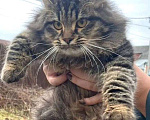 Кошки в Москве: Молодой роскошный ласковый котик! Мальчик, 10 руб. - фото 1