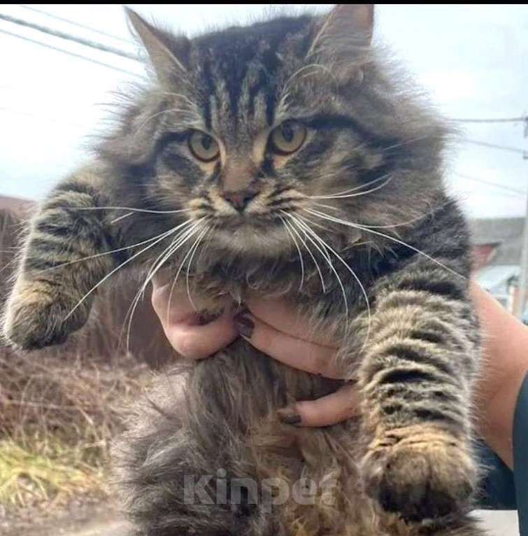 Кошки в Москве: Молодой роскошный ласковый котик! Мальчик, 10 руб. - фото 1