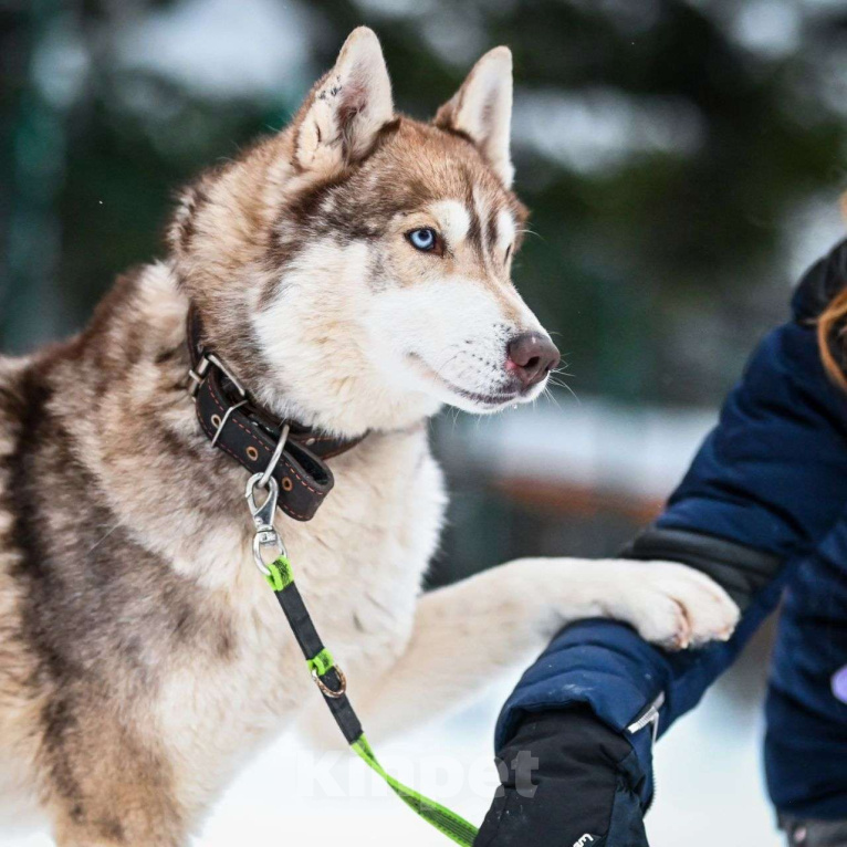 Собаки в Москве: Балто Мальчик, Бесплатно - фото 4