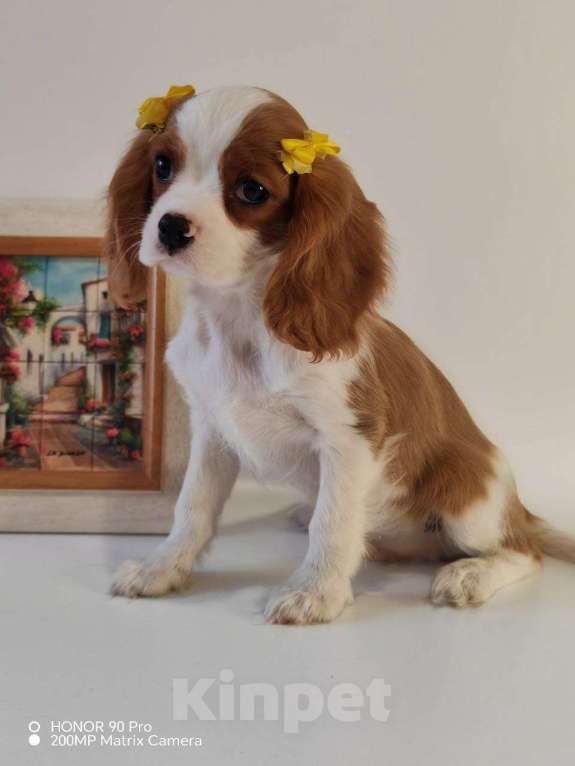 Собаки в других городах Московской области: Кавалер Кинг Чарльз спаниель, мальчик Мальчик, 60 000 руб. - фото 7