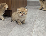 Кошки в Подольске: Шотландские и британские котята Девочка, Бесплатно - фото 5