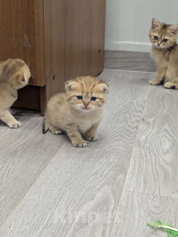 Кошки в Подольске: Шотландские и британские котята Девочка, Бесплатно - фото 5