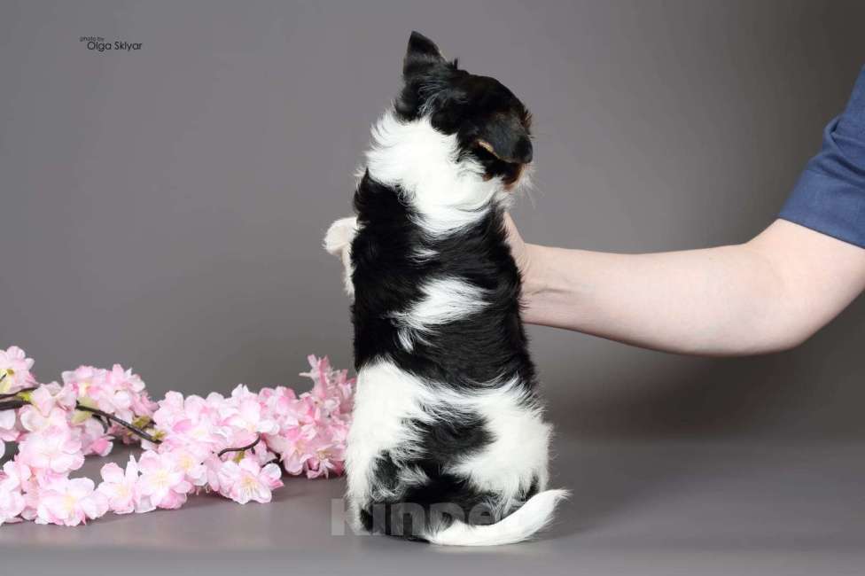 Собаки в Екатеринбурге: Бивер 1 девочка Девочка, 100 000 руб. - фото 4