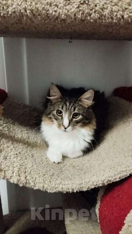 Кошки в Санкт-Петербурге: Молодой котик Микки ищет дом Мальчик, Бесплатно - фото 1