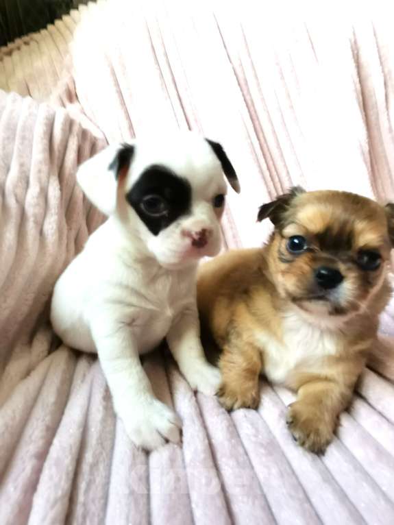 Собаки в Санкт-Петербурге: Щенки чихуахуа Девочка, 10 000 руб. - фото 3
