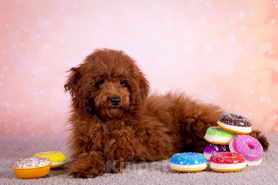 Собаки в Балашихе: Алекс мальчик той-пудель Тедди Мальчик, 75 000 руб. - фото 4