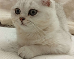Кошки в Санкт-Петербурге: вислоухий Шотландский котенок Мальчик, 14 339 руб. - фото 4