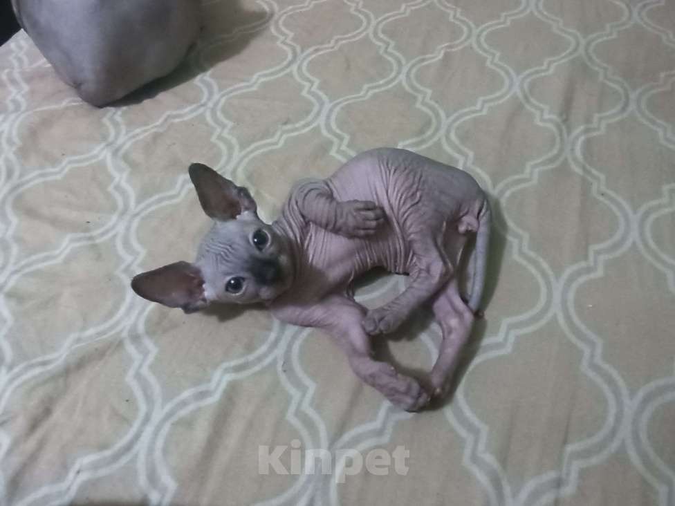 Кошки в Рязани: Котёнок Y Сфинкс Мальчик, 6 000 руб. - фото 4