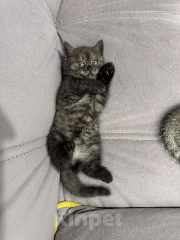 Кошки в Звенигороде: Шотландская кошечка Девочка, 1 000 руб. - фото 2