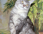 Кошки в Казани: Кот мейн кун черный серебристый  Мальчик, 15 000 руб. - фото 1