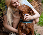 Собаки в Волоколамске: Шоколадное чудо в поисках дома Девочка, Бесплатно - фото 7