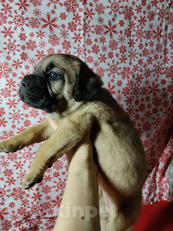 Собаки в других городах Краснодарского края: Кане-Корсо, щенок Девочка, 20 000 руб. - фото 5