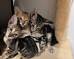 Кошки в других городах Красноярского края: Ориентальный котенок Девочка, 35 000 руб. - фото 2