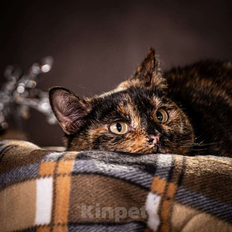 Кошки в Клине: Муся — славная кошечка с необыкновенно красивым окрасом Девочка, Бесплатно - фото 3