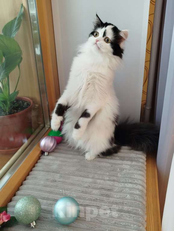 Кошки в Валдае: Котёнок шотландский, длинношестный Девочка, 30 000 руб. - фото 4