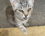 Кошки в Троицке: Охотник Мальчик, 5 руб. - фото 1