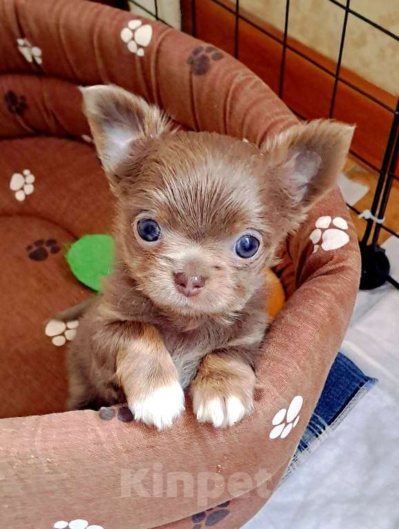 Собаки в Москве: Чихуахуа Мини Мальчик, 45 000 руб. - фото 2