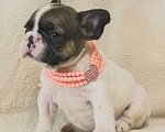 Собаки в Москве: Щенок французик,девочка Девочка, 130 000 руб. - фото 2