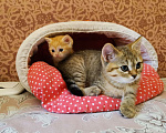 Кошки в Мытищах: Шотландские котята  Мальчик, 12 000 руб. - фото 1