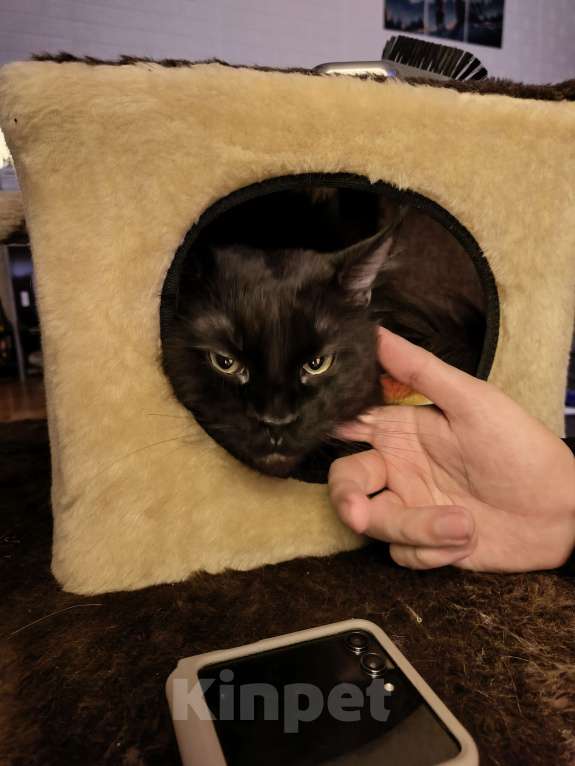 Кошки в Лобне: Независимый мейн-кун в дар Мальчик, Бесплатно - фото 3