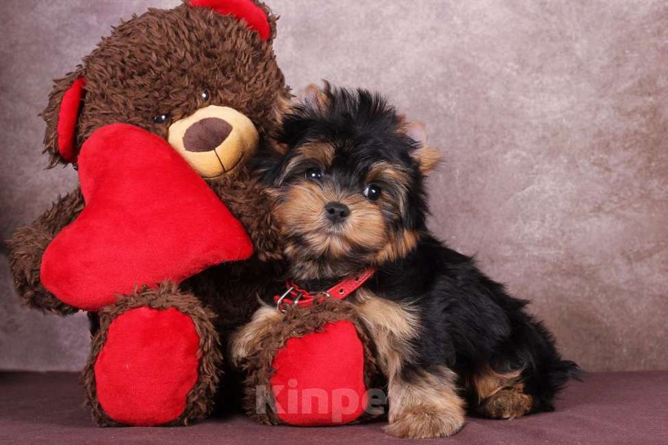 Собаки в Москве: Йоркширский породный красавчик Ютубик 🥰 РКФ Мальчик, 45 000 руб. - фото 6