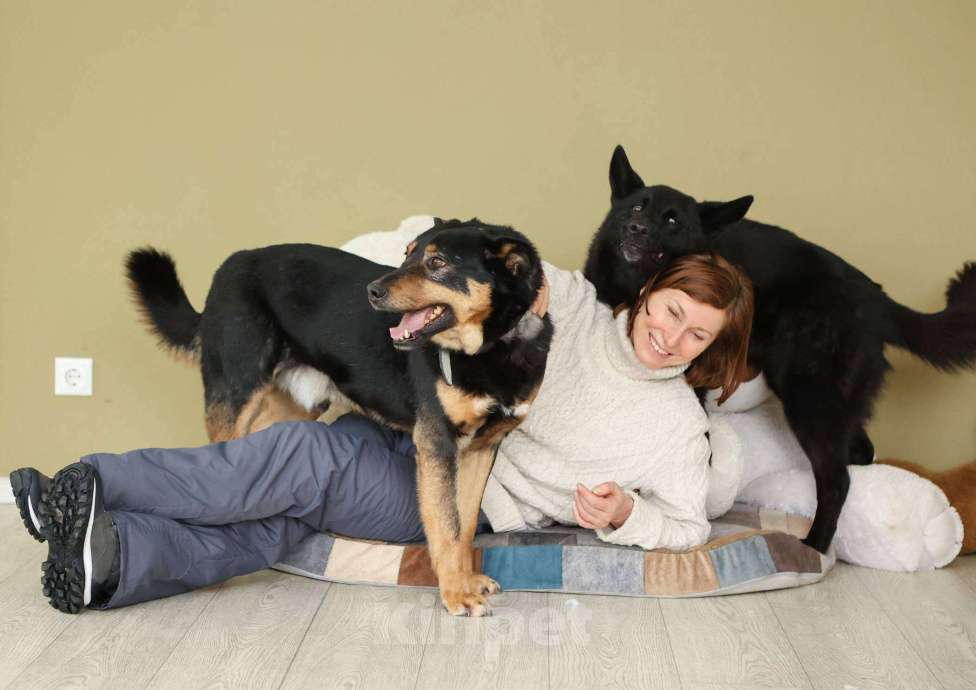 Собаки в Москве: Мечтаете о черной овчарке? Девочка, Бесплатно - фото 4