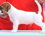 Собаки в Краснодаре: Щенки Джек Рассел терьера, 45 000 руб. - фото 1