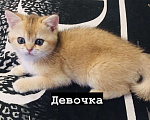 Кошки в Москве: Шотландские золотые котята  Мальчик, 20 000 руб. - фото 2
