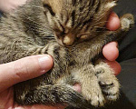 Кошки в Новосибирске: Котята в добрые руки Девочка, Бесплатно - фото 3