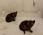 Кошки в Екатеринбурге: Бурманские котята шоко/лиловые, 25 000 руб. - фото 7