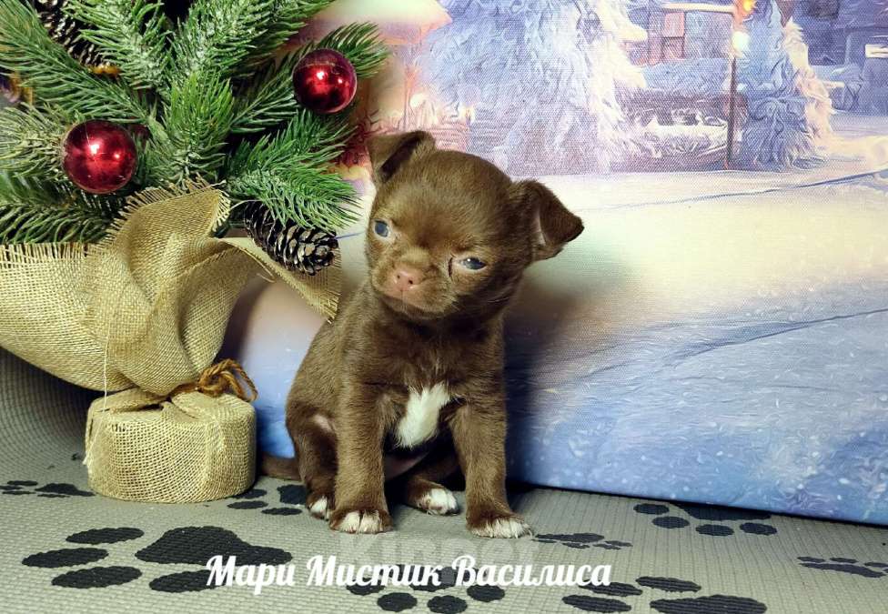 Собаки в Санкт-Петербурге: Мини Василиса чихуахуа шоколадного окраса Девочка, 120 000 руб. - фото 2