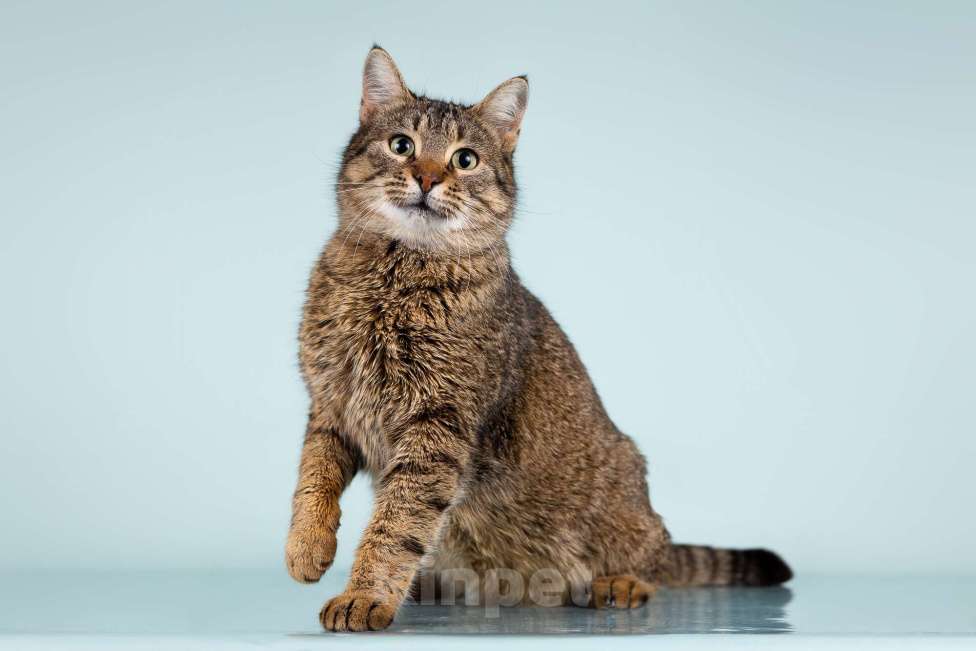 Кошки в Москве: Турецкая кошечка Куалиста мечтает о доме!  Девочка, Бесплатно - фото 3