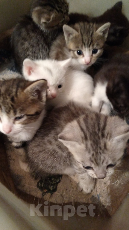 Кошки в Екатеринбурге:  Продам бенгальских котят Девочка, 1 000 руб. - фото 2