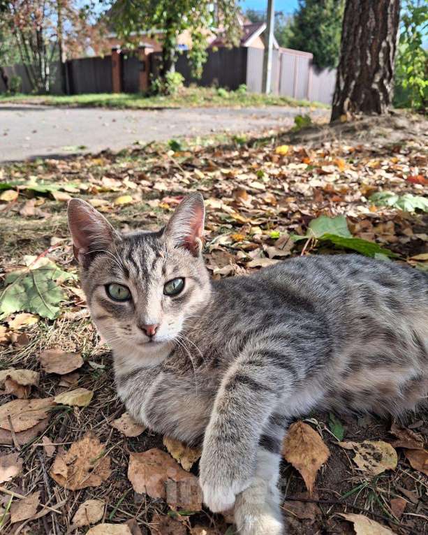 Кошки в Москве: Малыш ищет дом! Мальчик, Бесплатно - фото 2