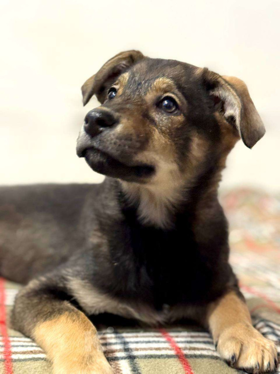 Собаки в других городах Московской области: Маркус  Мальчик, Бесплатно - фото 7