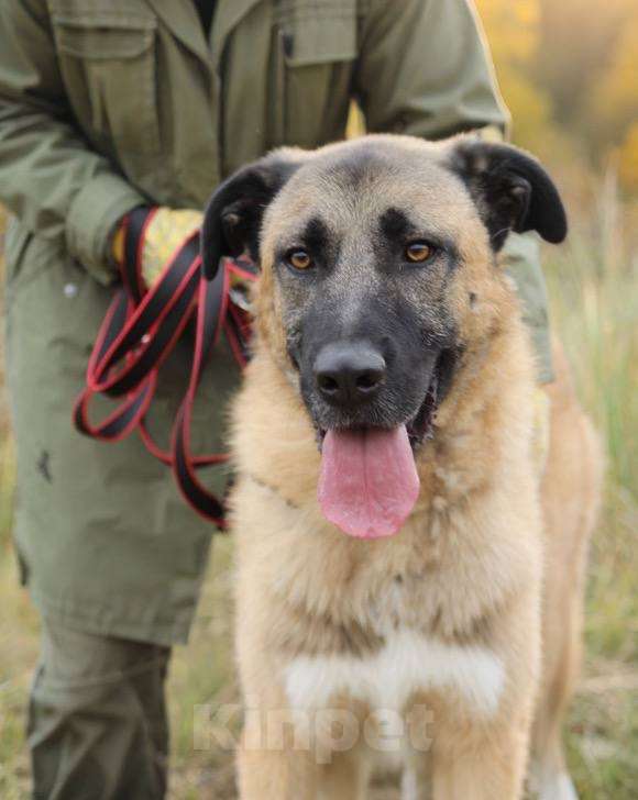 Собаки в Москве: Тайсон из приюта Мальчик, Бесплатно - фото 1
