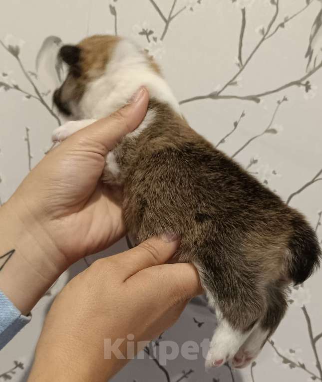 Собаки в других городах Московской области: Девочка Вельш корги Пемброк Девочка, 75 000 руб. - фото 3