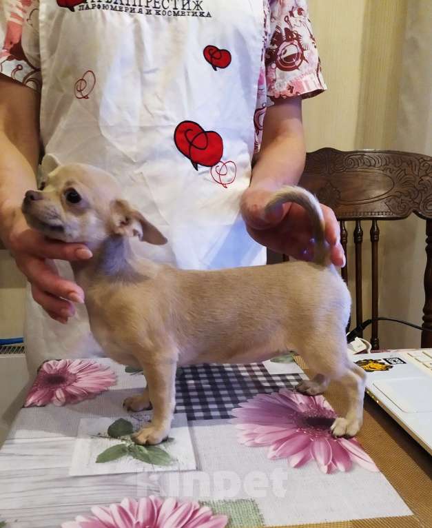 Собаки в Москве: Лиловая красивая девочка чихуахуа  Девочка, 70 000 руб. - фото 5