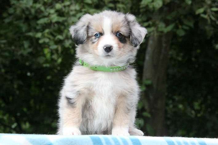 Собаки в Пушкино: Мальчик мини аусси голубой мрамор  Мальчик, 100 000 руб. - фото 4