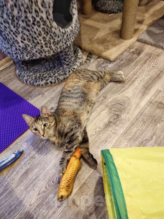 Кошки в Санкт-Петербурге: Кошечка Марфа ищет семью Девочка, Бесплатно - фото 3