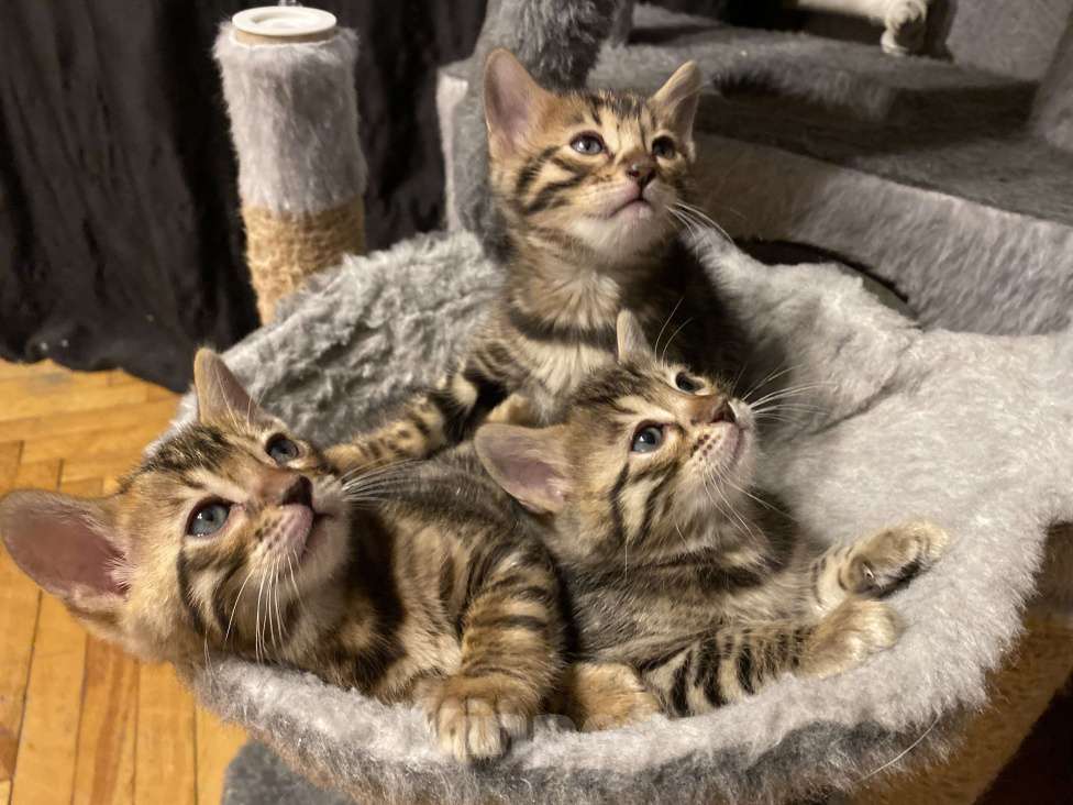 Кошки в Москве: Бенгальские котята Мальчик, 30 000 руб. - фото 5